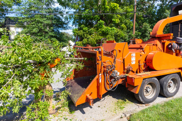 Best Arborist Services Near Me  in USA